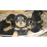 Rotweiller Cachorros Imperial Pets