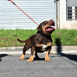 Cachorra American Bully ,padres Y Abuelos A La Vista 