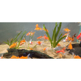 Goldfish Carassius Peces Agua Fria Surtidos 5cm 