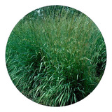 7 Kg Semilla De Andropogon Gayanus- Pasto Llanero Cod 115