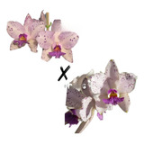 Orquídea Amethystoglossa Coerulea Fantasy Atalaia Pré Adulta
