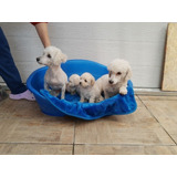 Hermosos Poodle Toy 