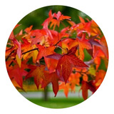 Muda De Liquidambar Original Árvore Dos Alpes Ornamental