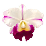 Orquídea Cattleya Memoria Anna Balmores - Planta Adulta