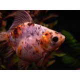 Goldfish Calico Chico Surtido Hot Sale A Mundo Acuatico