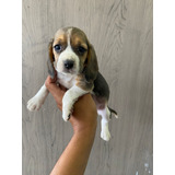 Beagle Cachorros Raza 100% Pura 