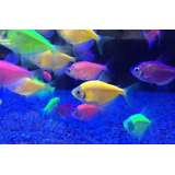 Peixe Tetra Glofish Florescente Néon Pacote Com 10 Unidade 