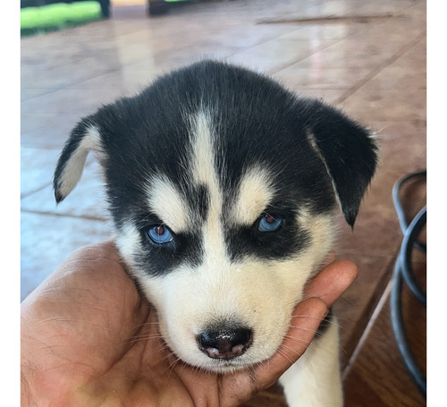 Husky Siberiano Filhotes