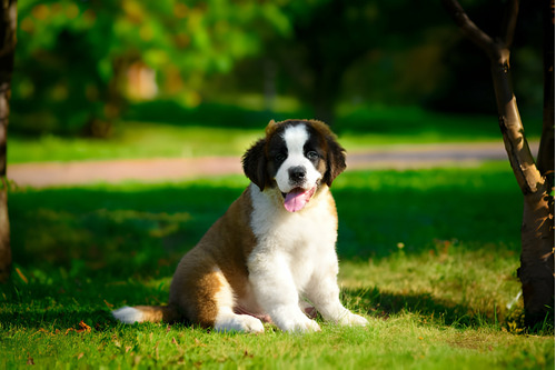 San Bernardo Cachorros Disponibles Perros Medellin Cali