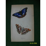 Insecto Mariposa  Apatura  Grabado Coloreado A Mano De 1833