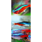 Peixe Neon Cardinal 