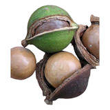 Planta Macadamia Ternifolia O Nuez Queensland Gympie