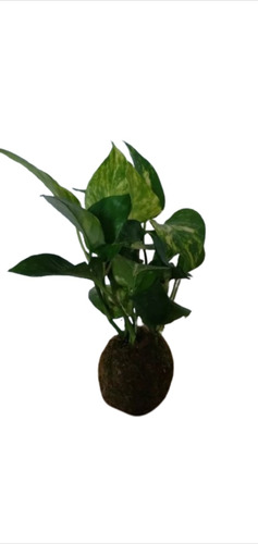 Planta Kokedama Pothus