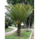 Cyca Circinalis (exótica Planta Grande )