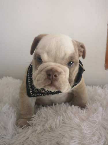 Perros Cachorros Bulldog Ingles Bull Dog Inglés Vull Doc 