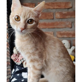 Gatito En Adopción Responsable Mostaza 