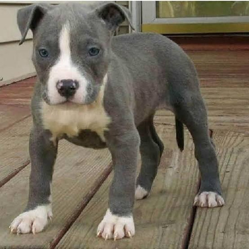    Pitbull Blue     Hacemos Envíos. 