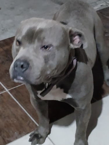 Macho Pitbull Servicio 