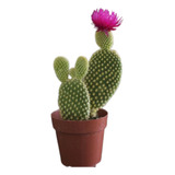 Cactus Variados Colección 