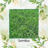 15.000 Semillas De Grama Decorativa Bermuda Grass