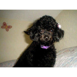 Lindos Cachorros French Poodle Negro Azabache Minitoy 