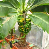 Platano Enano Para Maceta (tabasco, Macho Y Dominico)