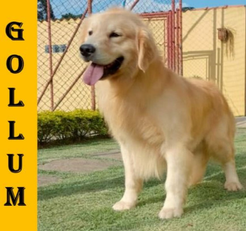 Golden Retriever Para Cobertura Chapa De Displasia Negativa