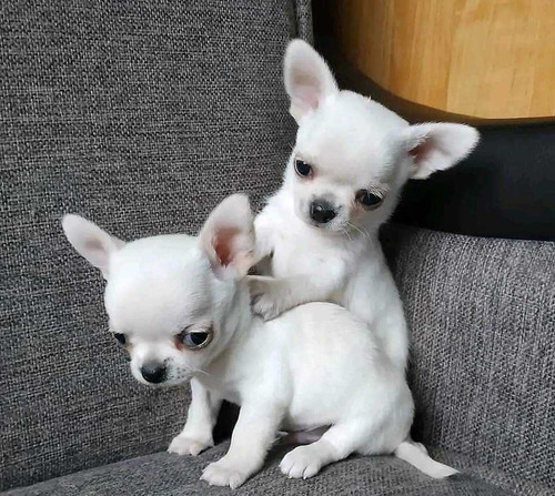 Cachorros De Bolsillo Ya Vacunados Cabeza De Manzana.