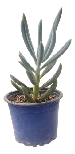 Senecio Azul Planta Suculenta Exótica En Maceta Recordatorio