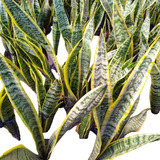 Promo Pack 10 Sansevieria Trifasciata - Lengua Suegra - M 12