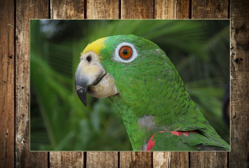 Cuadro 60x90cm Loro Bird Pajaro Guacamayo Selva Libre M4