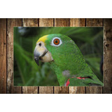 Cuadro 60x90cm Loro Bird Pajaro Guacamayo Selva Libre M4