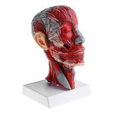 1: 1 Modelo Anatómico Humano Estructura De Cabeza Cráneo