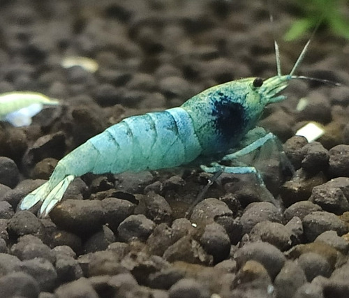 Camarão Caridina Blue Bolt / Caridina Azul