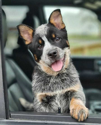 Pastor Ganadero Australiano Bellos Cachorros