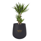 Planta Yuca Con Maceta Malbec Negra Deco P/regalo Palmera