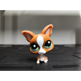 Chihuahua #1568 - Authentic Littlest Pet Shop - Hasbro Lps