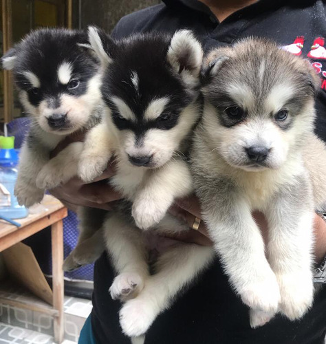 Cachorros Hermosa Pareja Alaska Malamute 