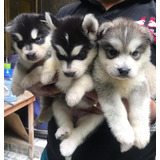 Cachorros Hermosa Pareja Alaska Malamute 