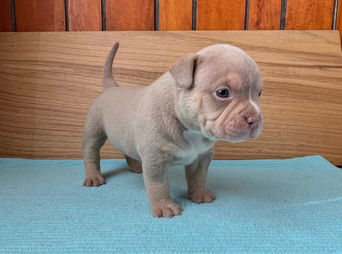 American Bully Pocket Machos Abkc