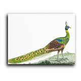 Cuadro Decorativo Canvas 80x120 Pavo Real Ilustracion Verde