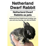 Conejo Enano Holandes Conejo Conejito Holandes Como Mascotas