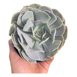 Suculenta Echeveria Runyonii San Carlos Pt 11 Planta De Sol