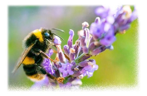 Lavanda Ahuyenta Mosquitos