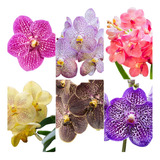 Orquídeas Vandas Adultas Kit Com 4 - Cores Exóticas Lindas