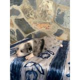 Cachorro Border Collie Blue Merle