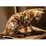 Gatos Bengal - Ler Descrição- Gatil De Veterinária