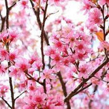 Sakura Doble Rosa, Pre-bonsai