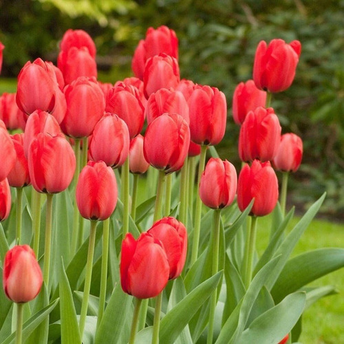100 Semillas De Tulipan Rojo