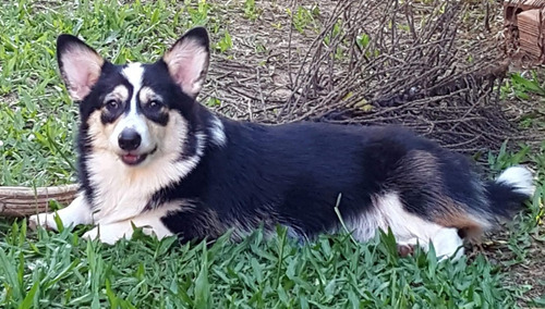 Welsh Corgi  - Fêmea Tricolor Adulta Com Pedigree Cbkc!